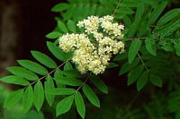 Sorbier des oiseleurs. Fleurs. Cliquer pour agrandir l'image.
