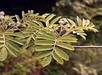 Sorbier des oiseleurs. Feuilles. Cliquer pour agrandir l'image.