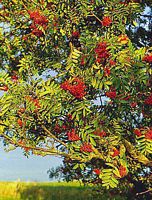 Sorbier des oiseleurs. Fruits. Cliquer pour agrandir l'image.