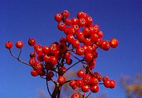 Sorbier des oiseleurs. Fruits. Cliquer pour agrandir l'image.