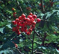Sorbier des oiseleurs. Fruits. Cliquer pour agrandir l'image.