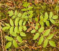 Sorbier des oiseleurs. Jeune plante de sorbier des oiseaux. Cliquer pour agrandir l'image.