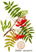 Sorbier des oiseleurs. Dessin d'identification. Cliquer pour agrandir l'image.