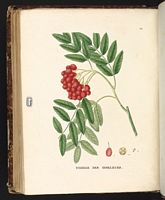 Sorbier des oiseleurs. Planche d'identification Saint-hilaire. Cliquer pour agrandir l'image.