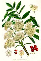 Sorbier des oiseleurs. Planche d'identification Linnemand. Cliquer pour agrandir l'image.