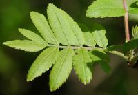 Sorbier des oiseleurs. Feuille, Ceyssat. Cliquer pour agrandir l'image.