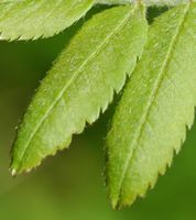 Sorbier des oiseleurs. Folioles, Ceyssat. Cliquer pour agrandir l'image.