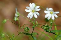Stellaire des bois. Allagnat. Cliquer pour agrandir l'image.