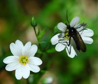 Stellaire des bois. Cheires de Côme. Cliquer pour agrandir l'image.