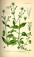 Stellaire des bois. Planche d'identification Thomé. Cliquer pour agrandir l'image.