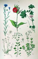 Stellaire des bois. 56. Stellaire des bois. Cliquer pour agrandir l'image.
