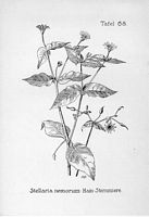 Stellaire des bois. Planche d'identification Oltmanns. Cliquer pour agrandir l'image.