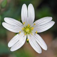 Stellaire holostée. Fleur, Ceyssat. Cliquer pour agrandir l'image.