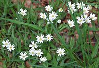 Stellaire holostée. Plantes, Ceyssat. Cliquer pour agrandir l'image.