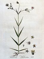 Stellaire holostée. Planche d'identification Flora batava. Cliquer pour agrandir l'image.
