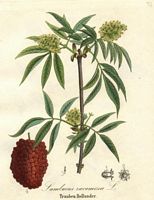 Sureau à grappes. Planche d'identification. Cliquer pour agrandir l'image.