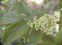 Sureau à grappes. Fleurs. Cliquer pour agrandir l'image.