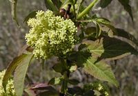 Sureau à grappes. Fleurs. Cliquer pour agrandir l'image.