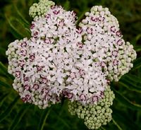 Sureau hièble. Fleurs. Cliquer pour agrandir l'image.