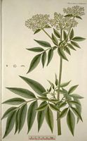 Sureau hièble. Planche d'identification Flora danica. Cliquer pour agrandir l'image.