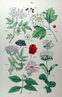 Sureau hièble. Planche d'identification Hoffmann. Cliquer pour agrandir l'image.