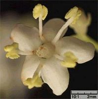 Sureau noir. Fleur en gros plan. Cliquer pour agrandir l'image.