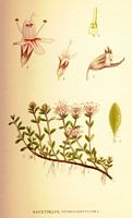 Thym serpolet. Planche d'identification Linnemand. Cliquer pour agrandir l'image.