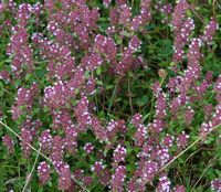Thym serpolet. Villars. Cliquer pour agrandir l'image.