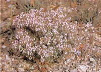 Thym vulgaire. Cliquer pour agrandir l'image.