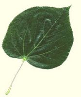 Tilleul à grandes feuilles. Dessus de la feuille. Cliquer pour agrandir l'image.