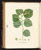 Tilleul à grandes feuilles. Planche d'identification Saint-hilaire. Cliquer pour agrandir l'image.