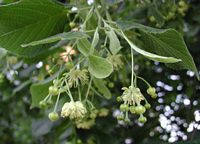 Tilleul à grandes feuilles. Fleurs et fruits. Cliquer pour agrandir l'image.