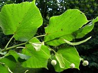 Tilleul à grandes feuilles. Feuilles. Cliquer pour agrandir l'image.