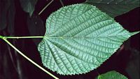 Tilleul à grandes feuilles. Feuille. Cliquer pour agrandir l'image.