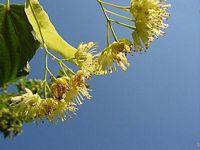 Tilleul à grandes feuilles. Fleurs. Cliquer pour agrandir l'image.