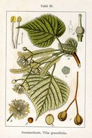 Tilleul à grandes feuilles. Planche d'identification Sturm. Cliquer pour agrandir l'image.
