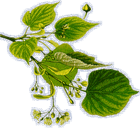 Tilleul à grandes feuilles. Dessin. Cliquer pour agrandir l'image.