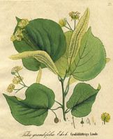 Tilleul à grandes feuilles. Planche d'identification. Cliquer pour agrandir l'image.
