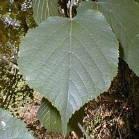 Tilleul à grandes feuilles. Feuille. Cliquer pour agrandir l'image.