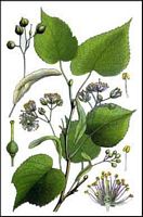 Tilleul à grandes feuilles. Dessin. Cliquer pour agrandir l'image.