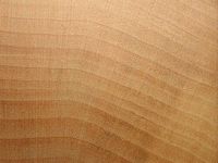 Tilleul à petites feuilles. Bois en coupe radiale. Cliquer pour agrandir l'image.