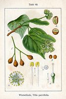 Tilleul à petites feuilles. Planche d'identification Sturm. Cliquer pour agrandir l'image.