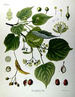 Tilleul à petites feuilles. Planche d'identification Koehler. Cliquer pour agrandir l'image.