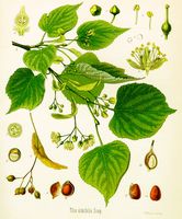 Tilleul à petites feuilles. Planche d'identification Koehler. Cliquer pour agrandir l'image.