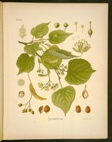 Tilleul à petites feuilles. Planche d'identification Koehler. Cliquer pour agrandir l'image.