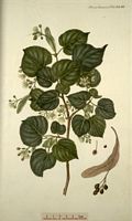 Tilleul à petites feuilles. Planche d'identification Flora danica. Cliquer pour agrandir l'image.
