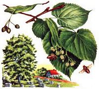 Tilleul à petites feuilles. Dessin. Cliquer pour agrandir l'image.
