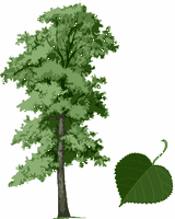 Tilleul à petites feuilles. Plante. Cliquer pour agrandir l'image.