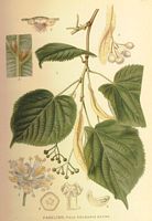 Tilleul à petites feuilles. Planche d'identification. Cliquer pour agrandir l'image.