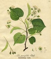 Tilleul à petites feuilles. Planche d'identification. Cliquer pour agrandir l'image.